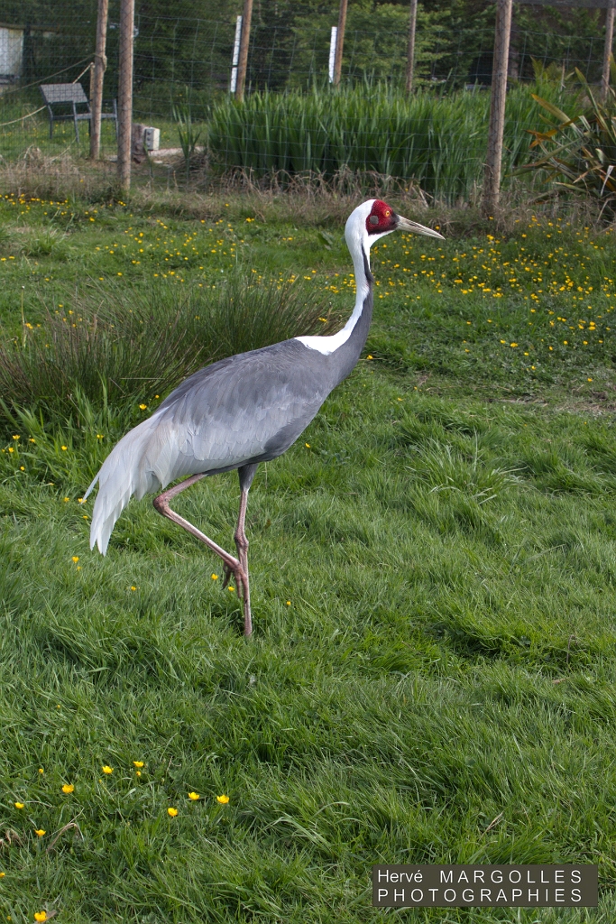 Grue a cou blanc.jpg